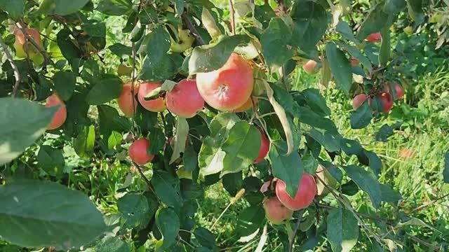 "Вести с полей" серия 17, 1-9 сентября. Уборка урожая, сушка яблок смотреть онлайн