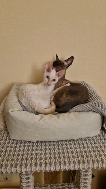 Когда кисы хотели фотопортрет))