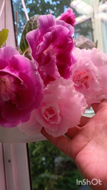 цветут мои красавицы глоксинии девочки посмотрите на эту красоту 🤗🤗😍😍😍 смотреть онлайн