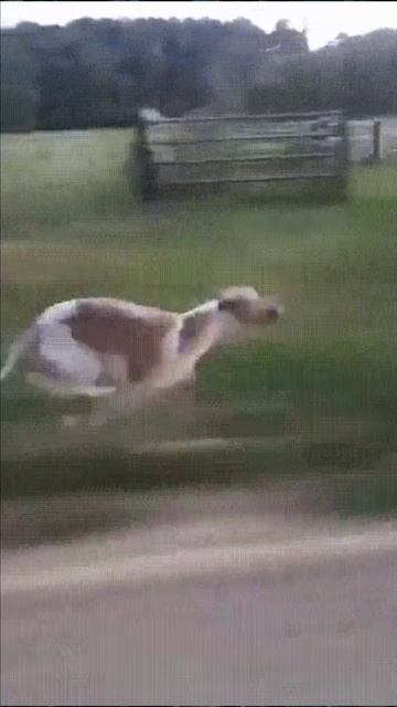 Собака обгоняет автомобиль смотреть онлайн