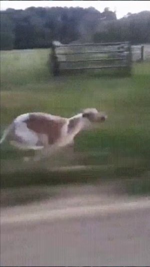 Собака обгоняет автомобиль