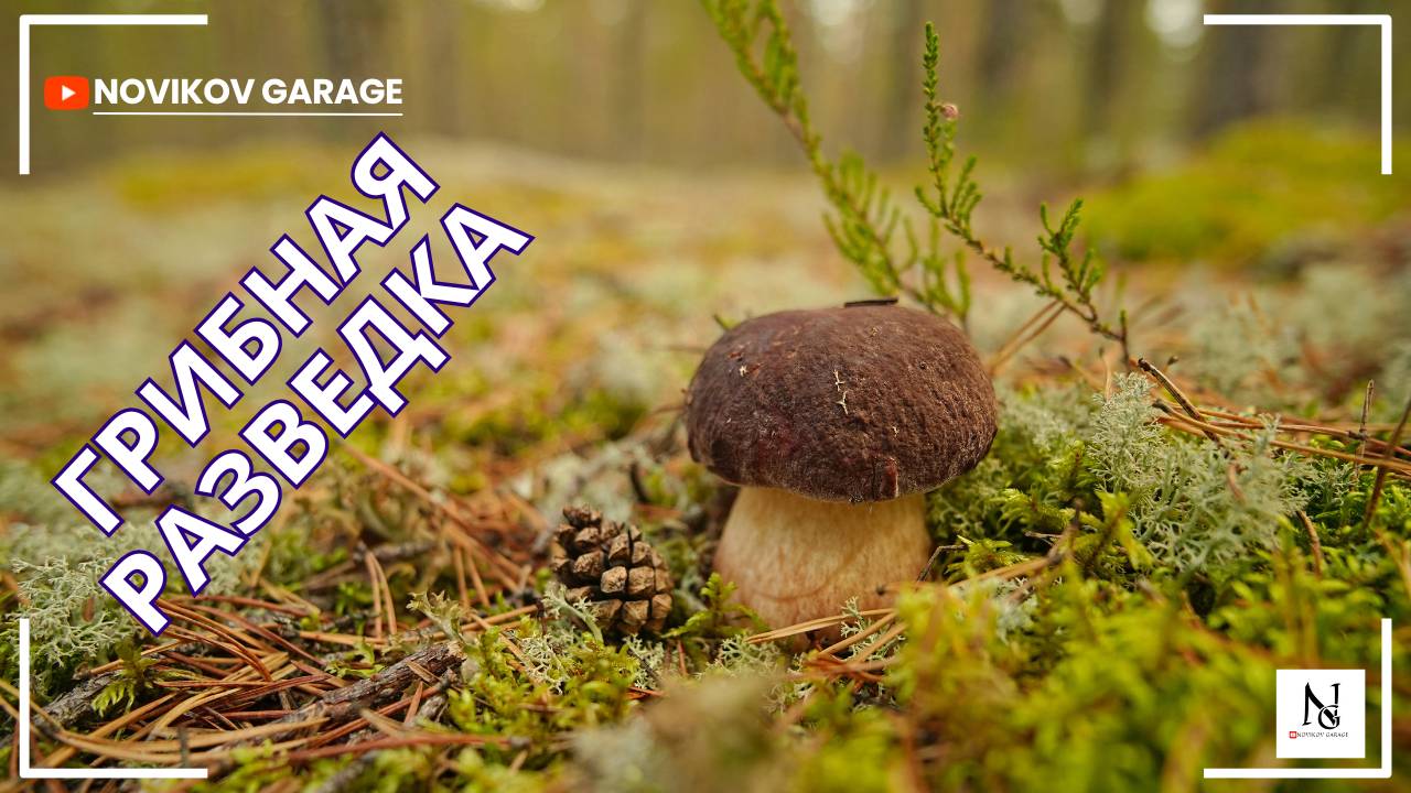 Грибная разведка 18 сентября 2025. Приозерский район.