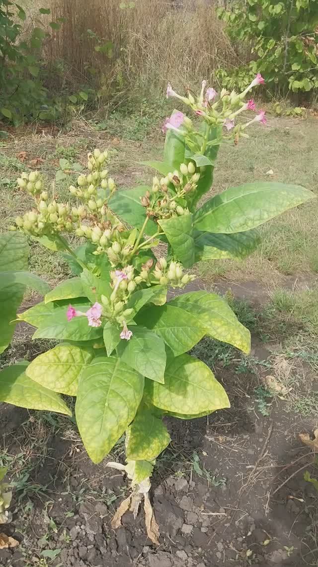 Как цветёт табак! смотреть онлайн