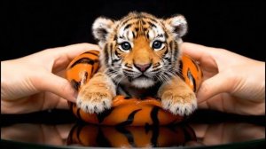 СЛАЙМЫ ИЗ КОТИКОВ! МЯГКИЕ ЖИВОТНЫЕ! МИЛОТА! МНЁМ МИЛЫХ ЗВЕРЯТ ИГРУШЕЧНЫЕ КОТИКИ