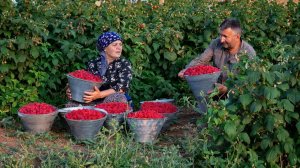 Сезон Малины - Сбор и Заготовка на Зиму 🍓