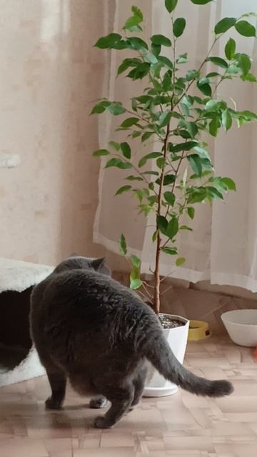 Купила сегодня у бабулички вот такой вот фикус 😊🙏
И себе радость и бабушке помогла 🤗 смотреть онлайн