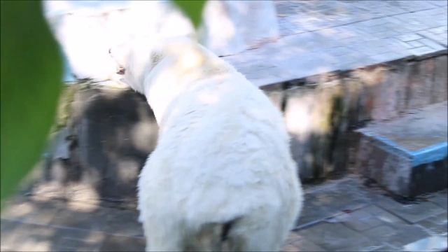 Герда на даче гуляет, спит, плавает и ловит живую рыбу 17.09.2025 смотреть онлайн