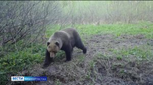Популяция медведей в Башкортостане второй год подряд бьет исторический рекорд