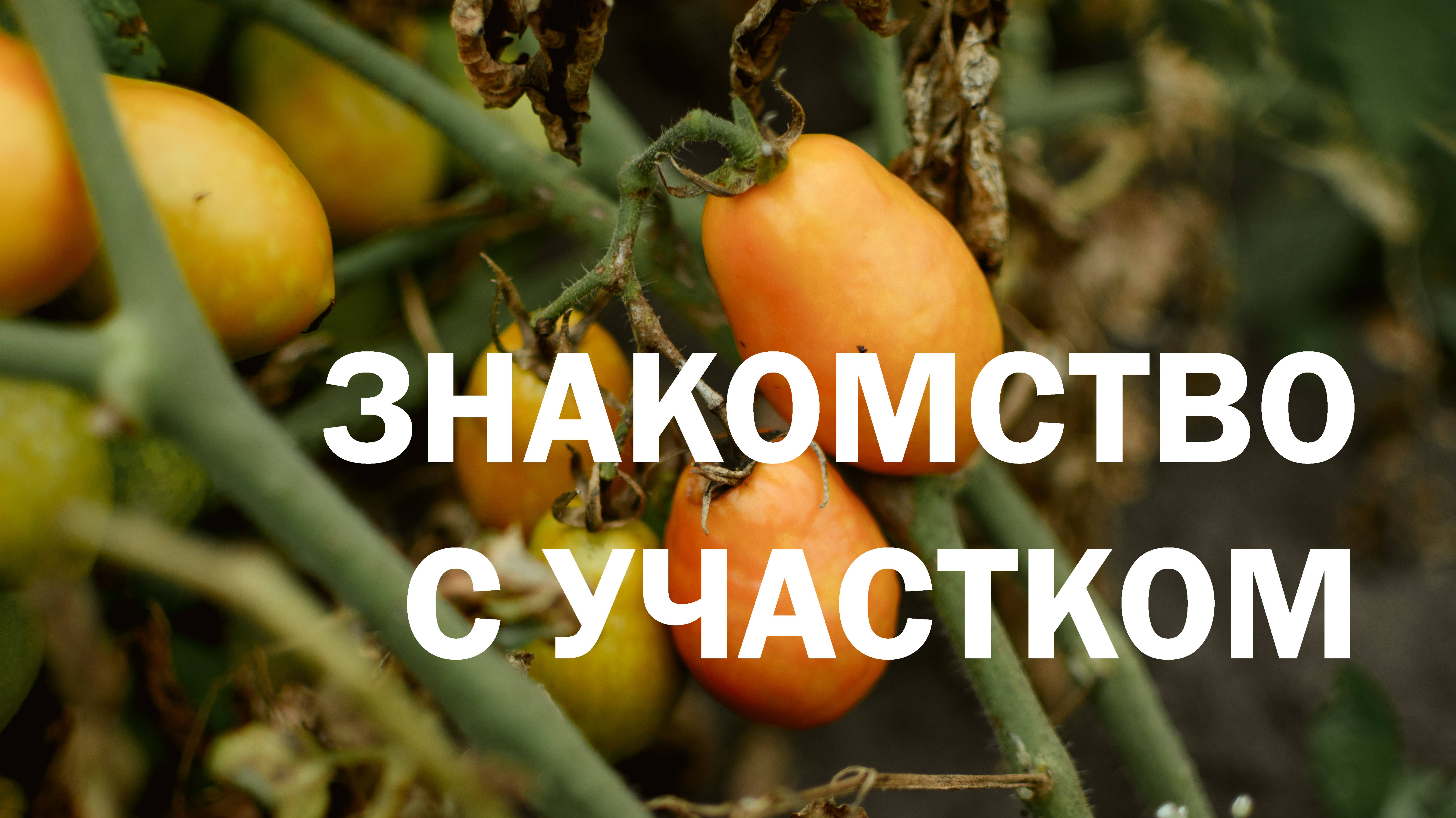 Влог #1 | Всё заросло! Куда деть старую лестницу? смотреть онлайн