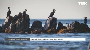 Бакланы устроили нашествие на реки Красноярского края
