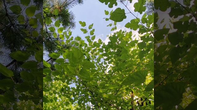 Солнечный осенний день . Авторское сочинение . 🍂🍁 смотреть онлайн