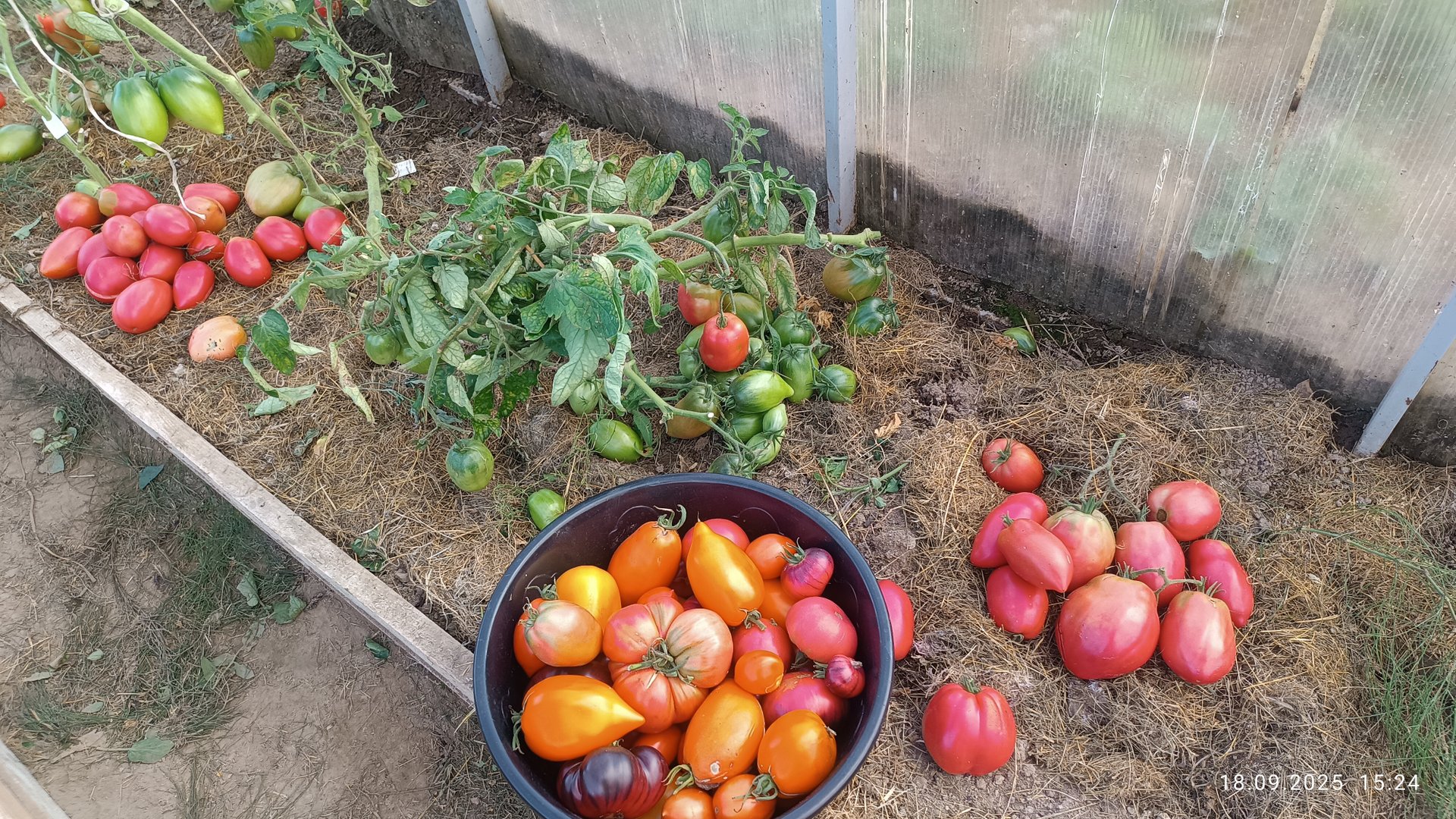 Урожай хороший.Быстрая заготовка. смотреть онлайн