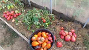 Урожай хороший.Быстрая заготовка.