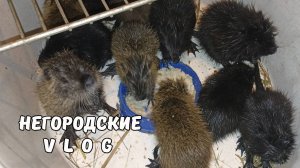 Делаем полезную смесь для НУТРИЙ. Смешные малыши-нутряши. 15.09.25