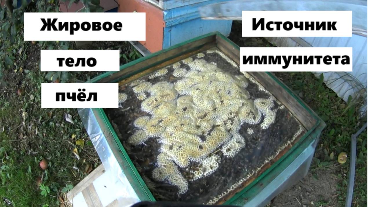 Жировое тело пчёл - источник иммунитета смотреть онлайн
