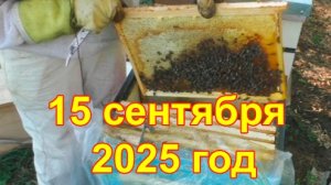 После замены матки состояние пчелиной семьи 15.09.25г.