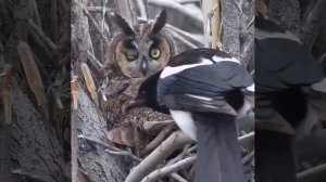 интроверт офигевает от встречи с экстравертом #shorts