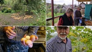 СОБРАЛИ ВСЮ АНТОНОВКУ, СОБРАЛИ ЯЙЦА, НАДАВИЛИ ДВА ВЕДРА СОКА.