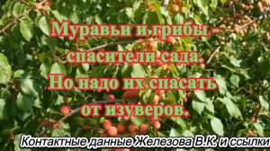 Муравьи и грибы - спасители сада. Но надо их спасать от изуверов.