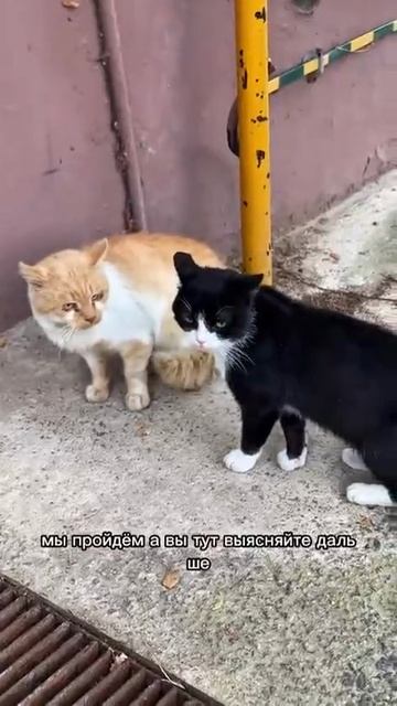 Пацаны, можно мы пройдём?🐱
