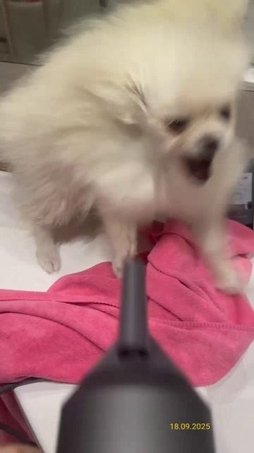 Сушка собаки феном 18.09.2025