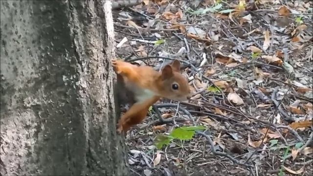 Белочки смотреть онлайн