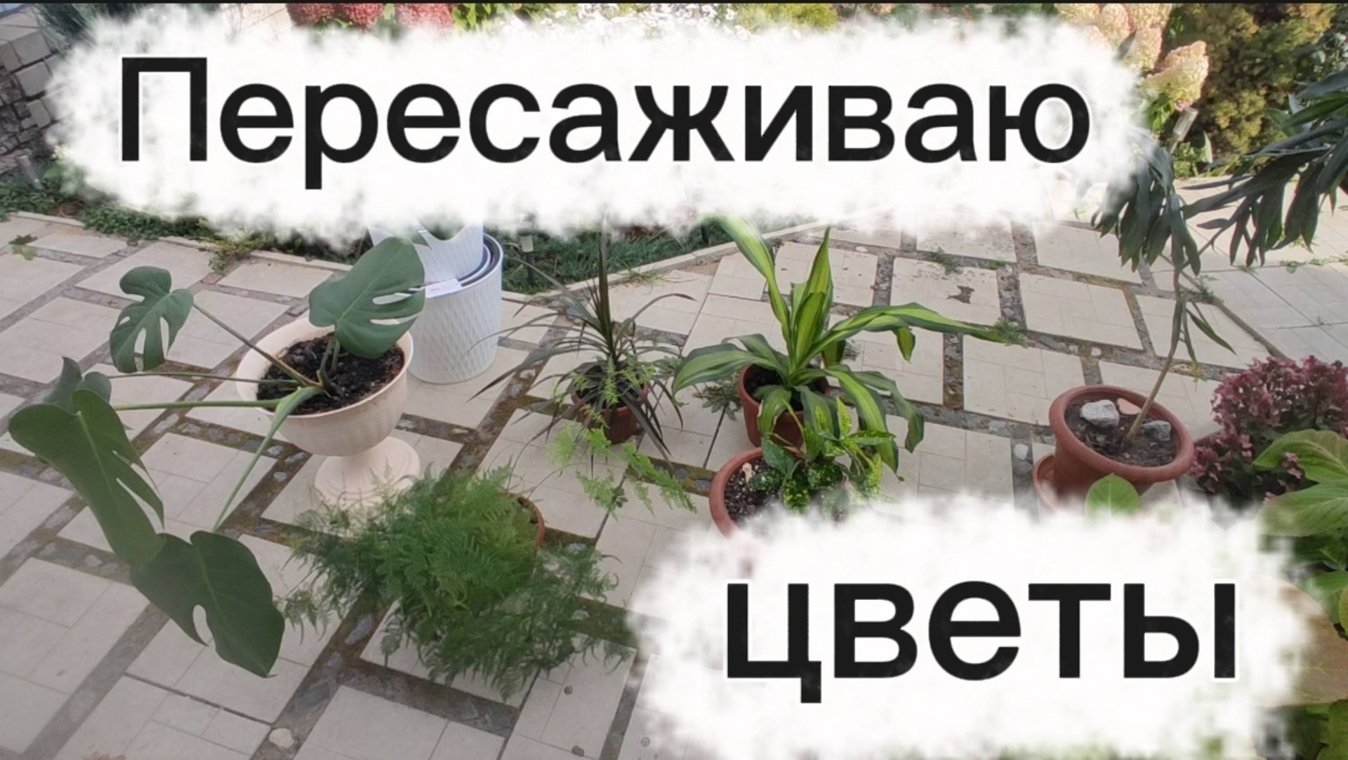 Пересаживаю комнатные цветы🌺 смотреть онлайн