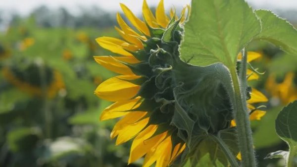 ОБЗОР ГИБРИДОВ ПОДСОЛНЕЧНИКА NEWSEED