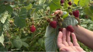 МАЛИНА ГИГАНТ МОСКОВСКИЙ, ПЛОДОНОСИТ ДО ПОЗДНЕЙ ОСЕНИ