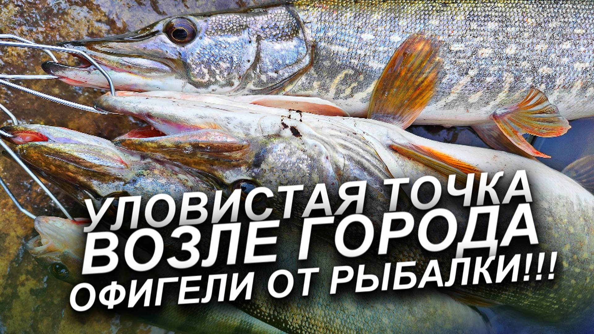 ЩУКА ОСЕНЬЮ НА СПИННИНГ! ЭТО ТРАЕЛЬНО РАБОЧИЙ ВОБЛЕР НА ЩУКУ ОСЕНЬЮ! РЫБАЛКА НА СПИННИНГ 2025 смотреть онлайн