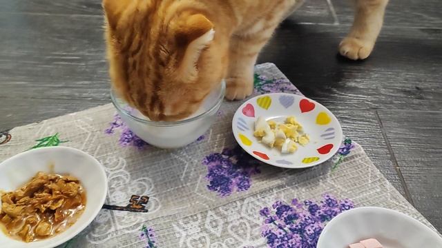 Привереда 😸 смотреть онлайн