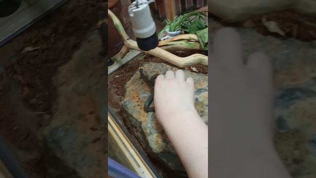 Natrix Natrix или обыкновенный уж