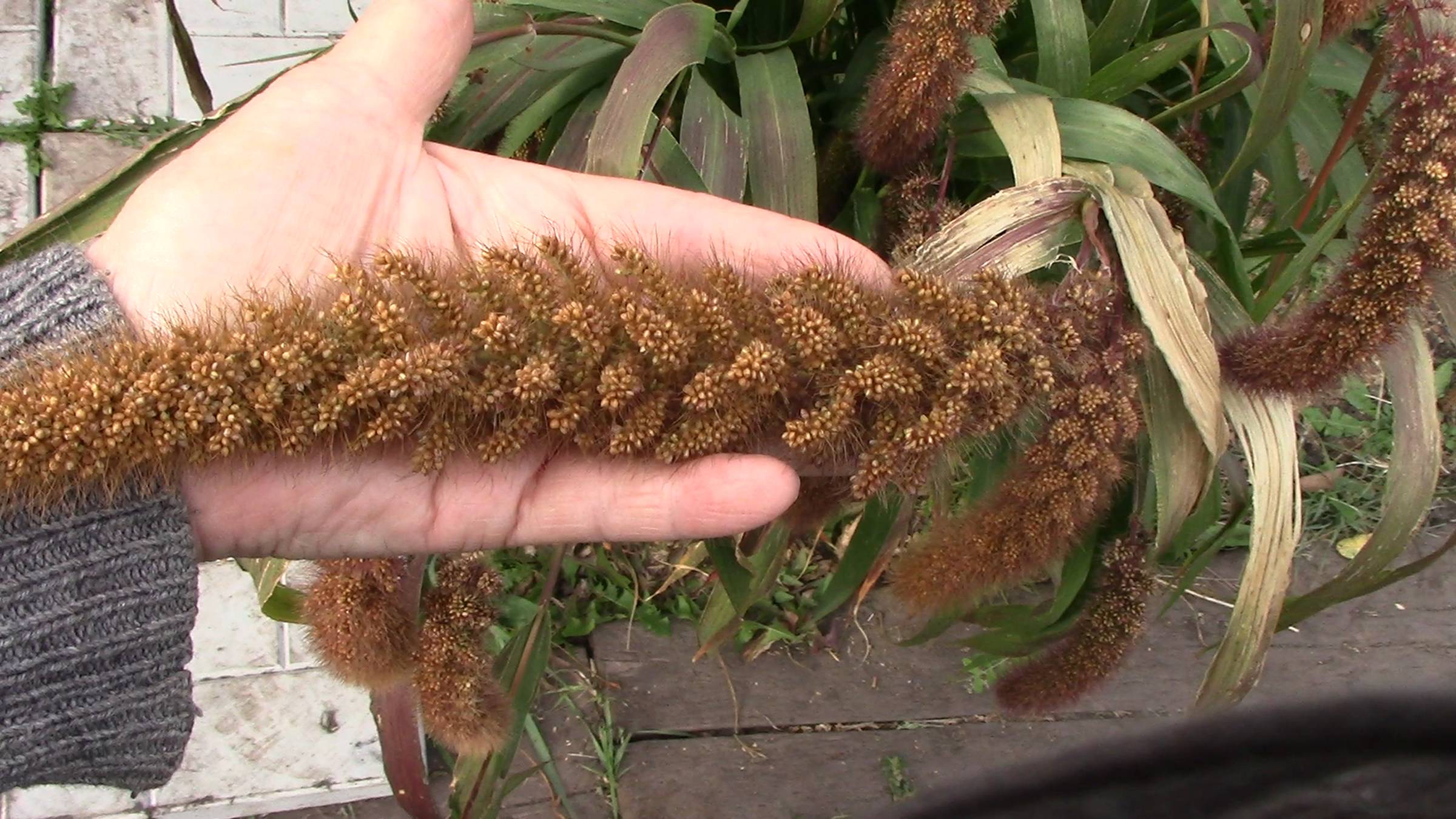 ЦВЕТЫ СЕНТЯБРЯ. 3-й ОБЗОР Цветов и декоративных растений смотреть онлайн