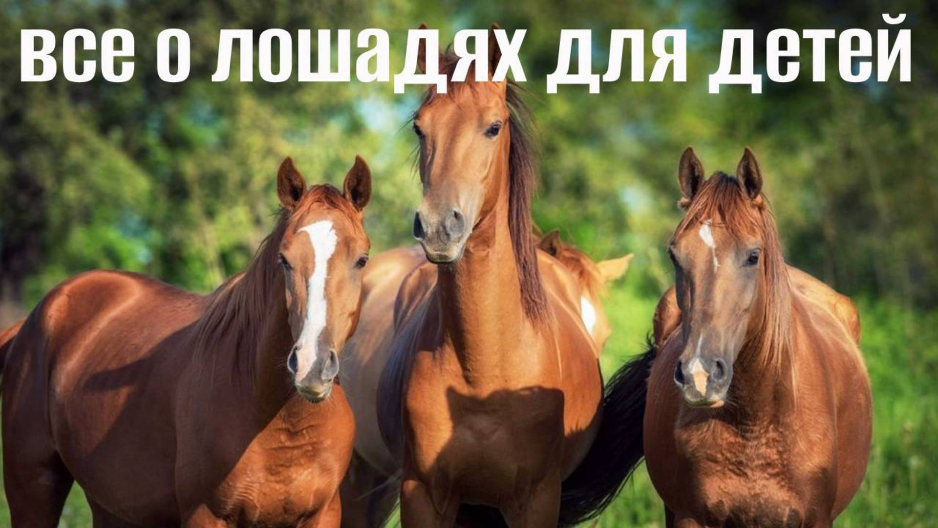 Лошади и их звуки для детей. Развивающее видео о лошадях! смотреть онлайн