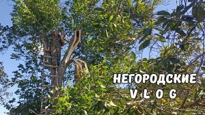 Ураган работе не помеха! Алёнка ощенилась ...14.09.25