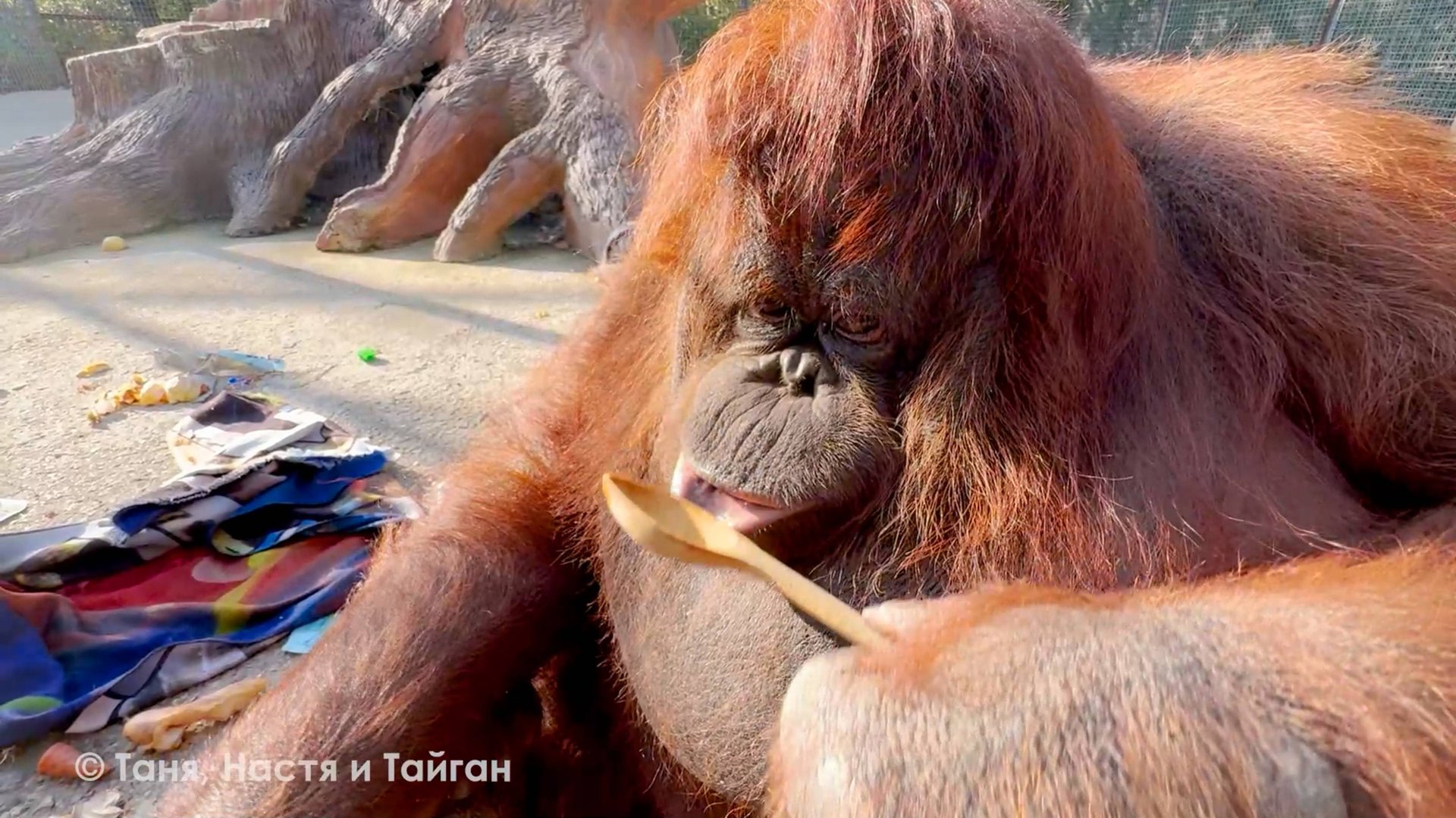 Ложка есть - несите миску! Как мы Дану учили пюрешку на ложку выдавливать! Но у нее свое видение! смотреть онлайн