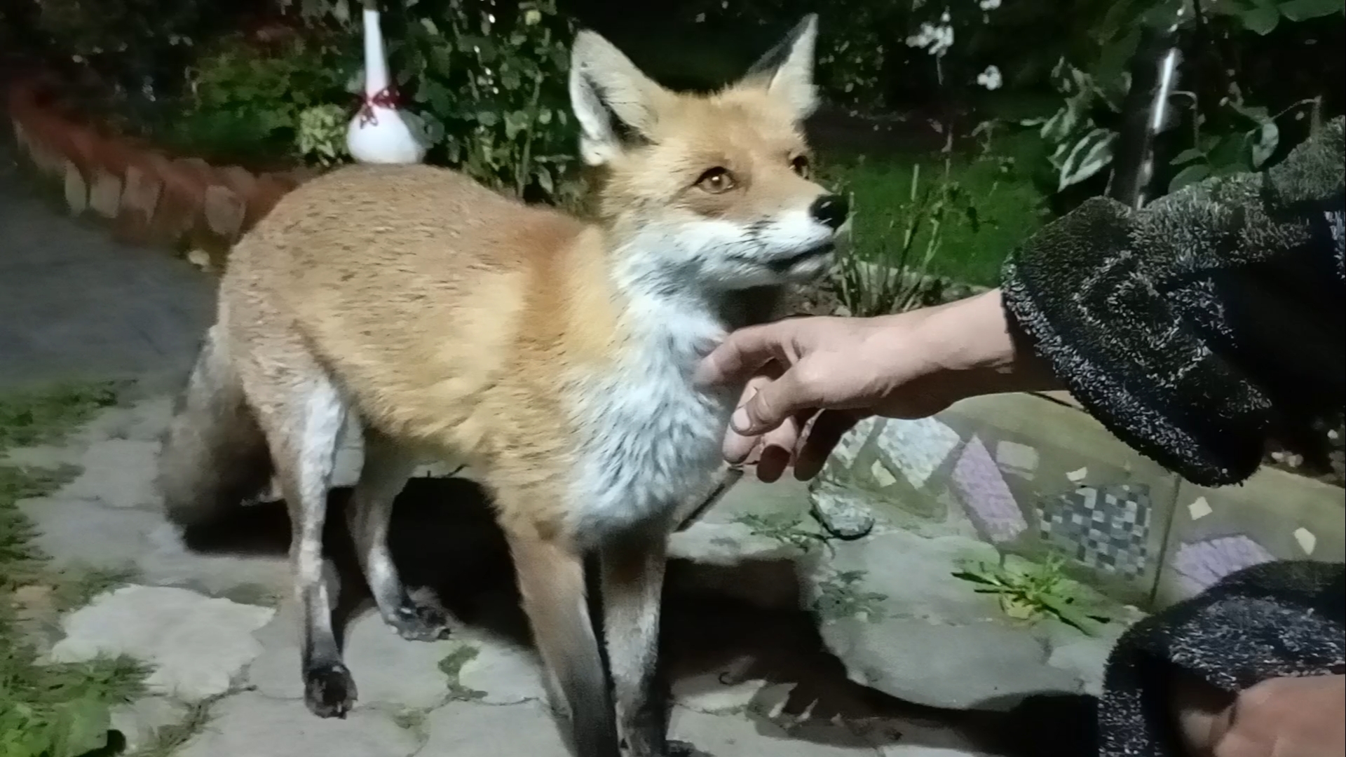 (1117) Лиса приходит в гости. Сентябрь 2025 смотреть онлайн