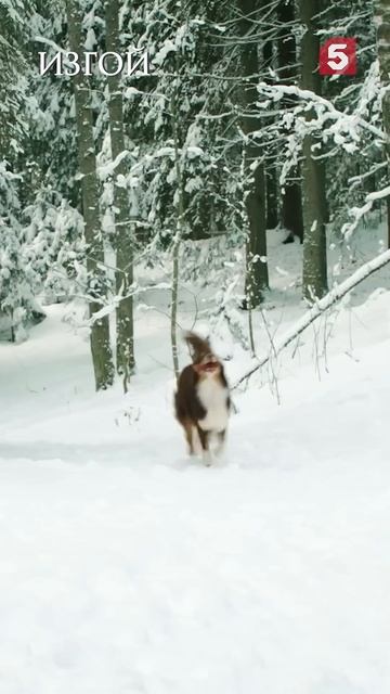 Может все таки белочка, а не медведь? #пятыйканал #юмор #приколы #фильмы #кино #сериал #детектив смотреть онлайн