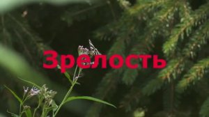 Зрелость