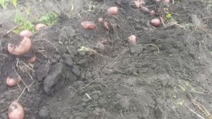 Уника. Красивая и крупная. Отличный сорт картофеля! 2025 год.