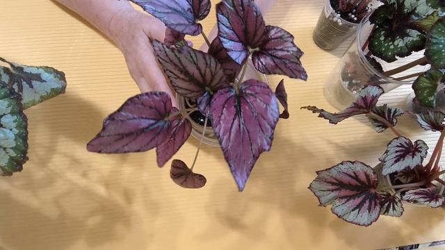 распродажа бегоний продолжение на 19.09.2025 смотреть онлайн