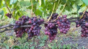 Гф Семушка Селекции Калугина В. М с хорошим мускатным вкусом.