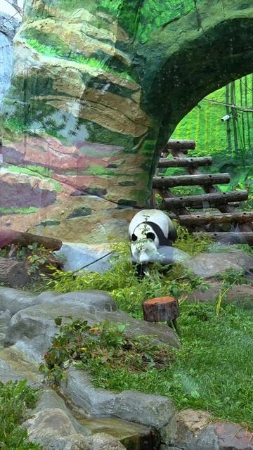 Маленькая панда играет в мяч в Московском зоопарке