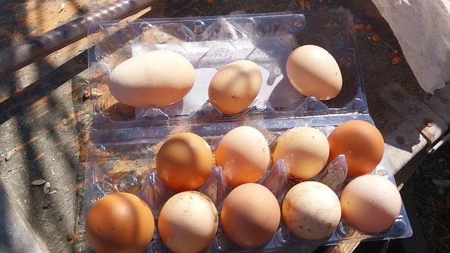 Яйцо гигант :) смотреть онлайн