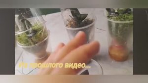 Ë- маë🧐😳🤯 ЧË выросло за неделю БЕЗУХОДНЫЙ способ РЕАНИМАЦИИ орхидей.