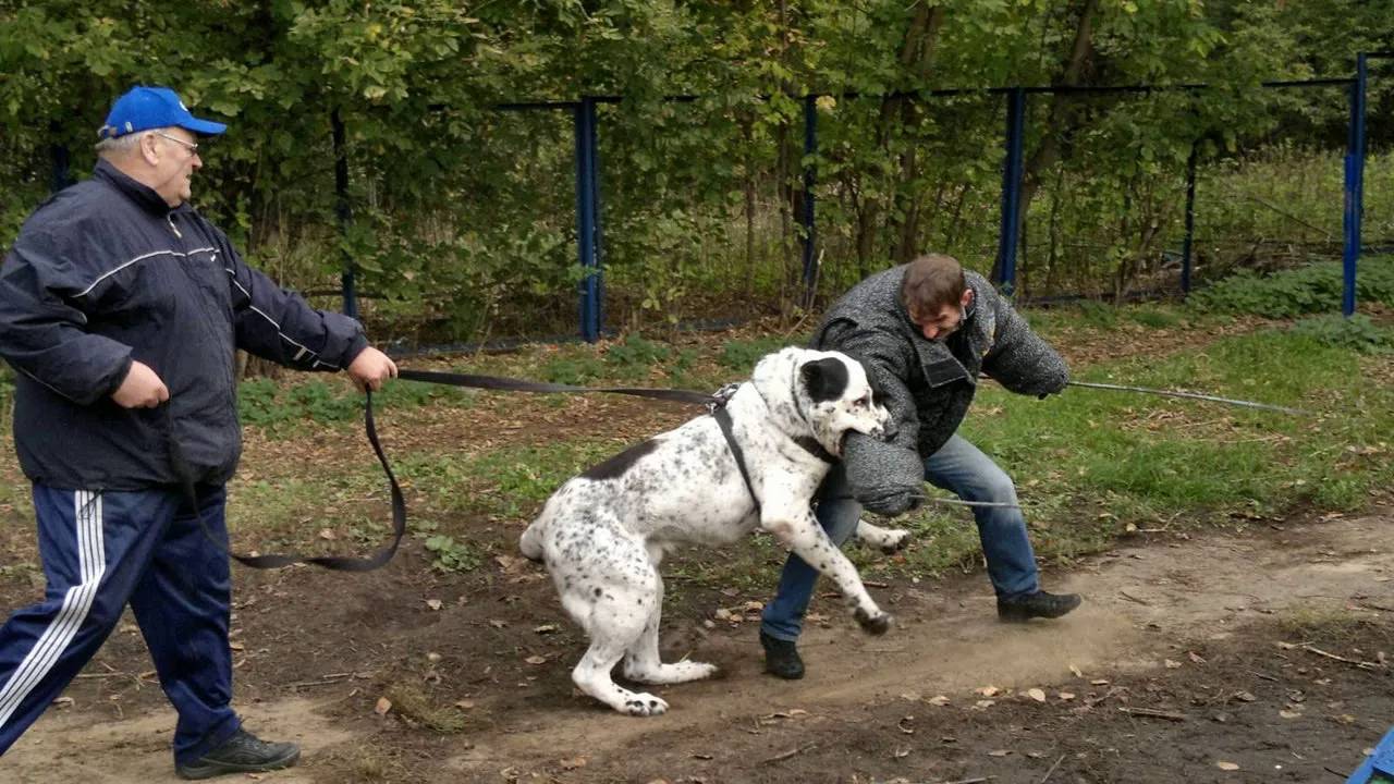 АЛАБАЙ В ДЕЛЕ! Алабай - огромный защитник и лучший друг. смотреть онлайн