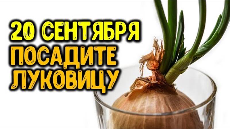 20 сентября посадите луковицу смотреть онлайн