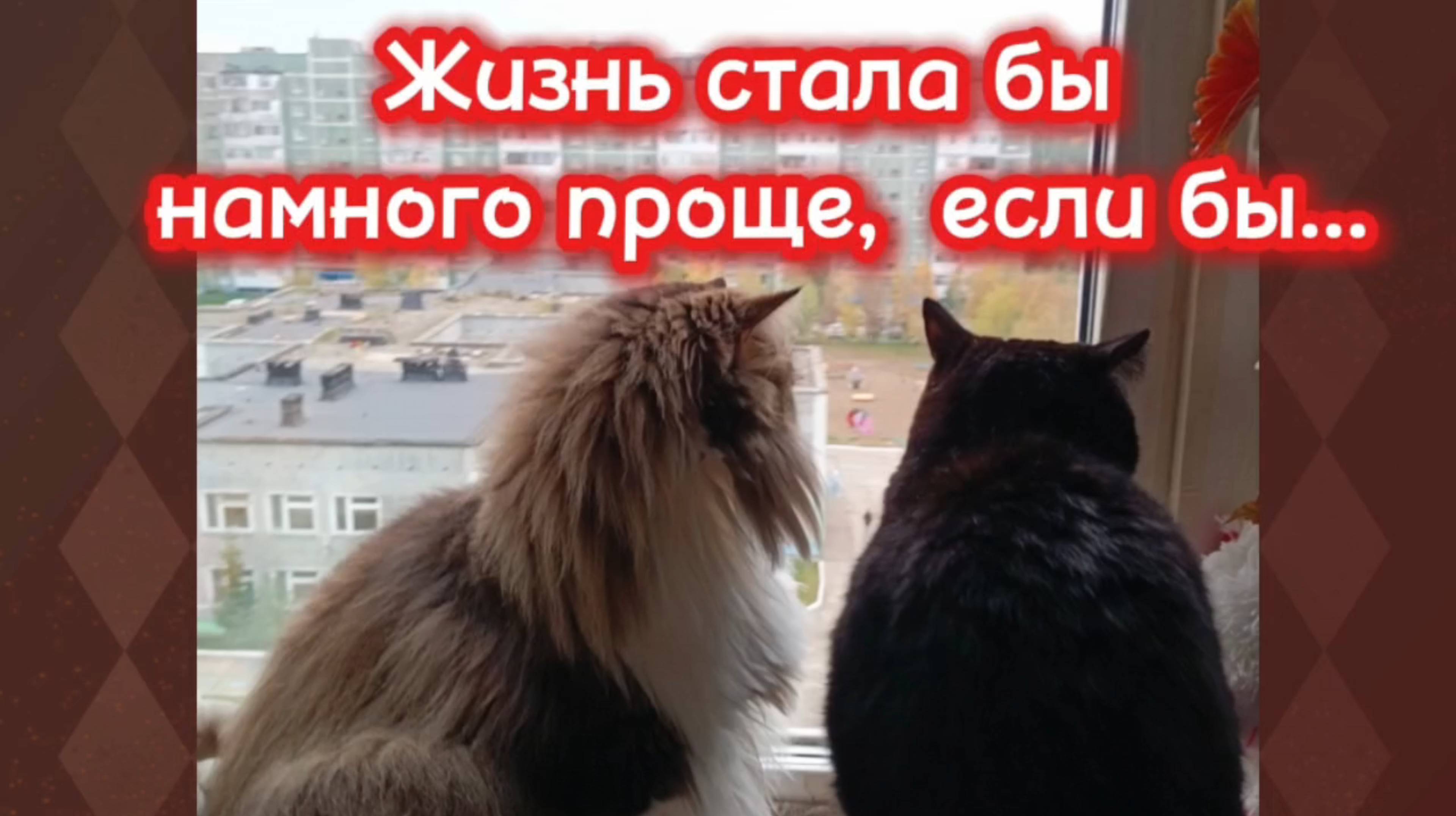 Кошки с озвучкой. смотреть онлайн