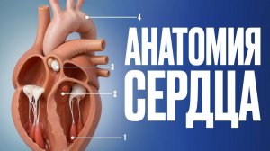 Как работает сердце — ЭТОГО нет в учебниках! Болезни сердца