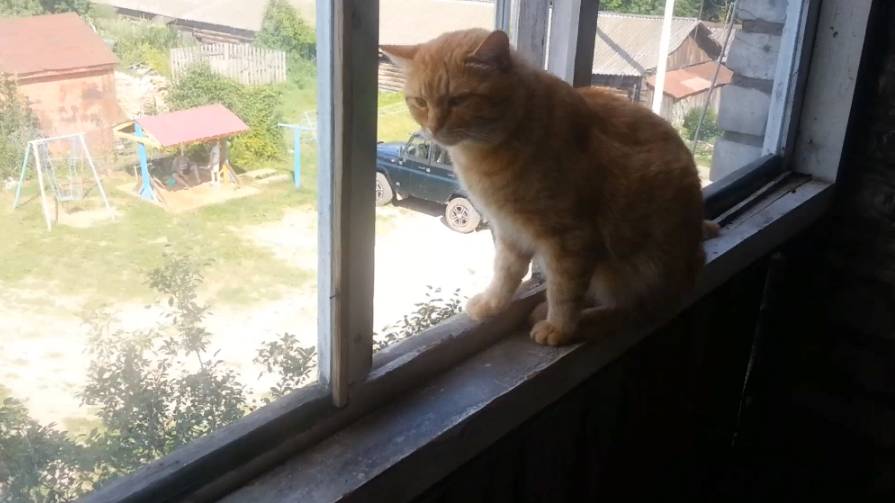 Рыжая морда смотреть онлайн